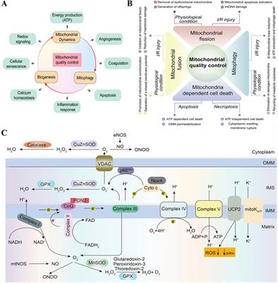Advances in pathogenesis and treatment of vascular endothelial injury-related diseases mediated by mitochondrial abnormality